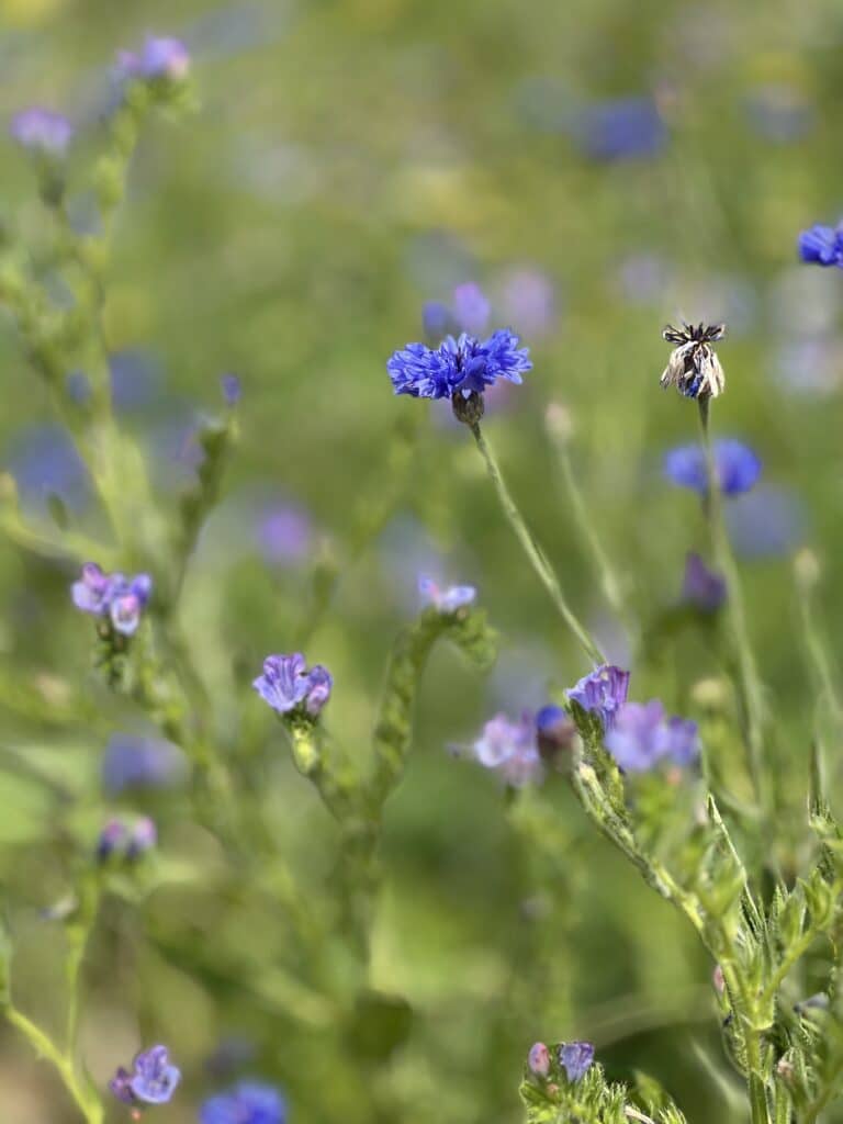 Images des espaces verts naturels sur le site de Metro