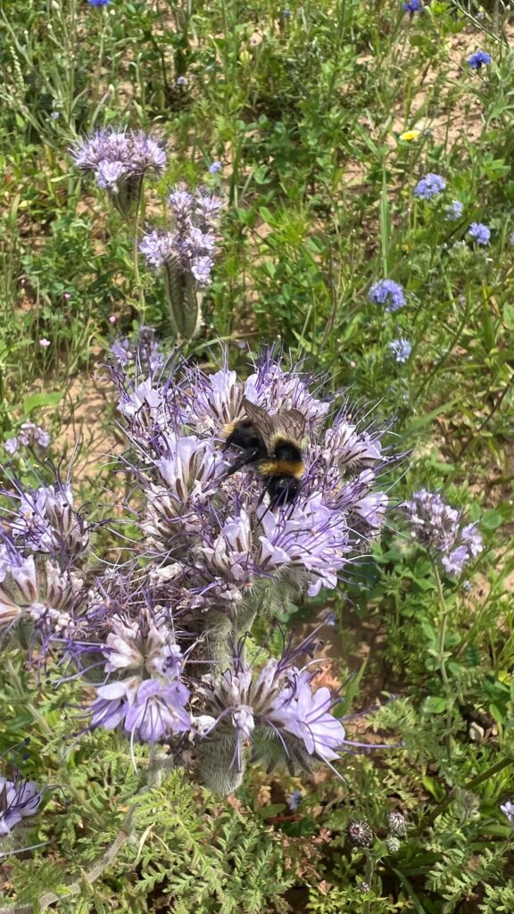 Images des espaces verts naturels sur le site de Metro